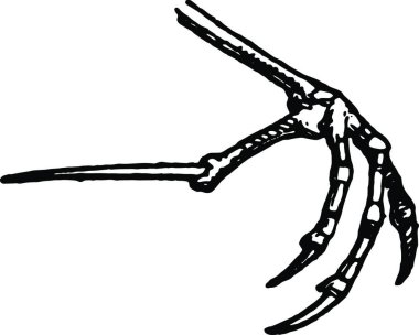 Skylark, basit bir vektör çizimi