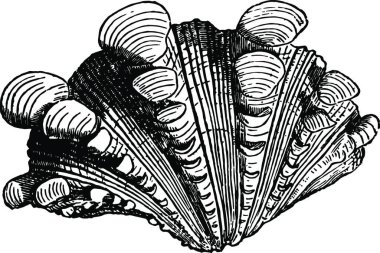 Tridacna Squamosa vintage illüstrasyonunun dışında