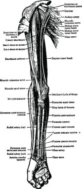 Kol ve Önkolun Önündeki Kaslar Eski Resim