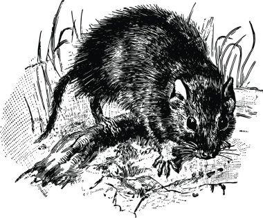 Şizodon siyah ve beyaz vintage vektör çizimi