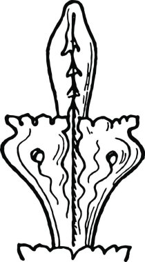 Son olarak, genellikle yaprakların klasik vektör çizimine benzemesi için oyulmuş bir süstür.