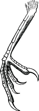 Scutellate Laminiplanter Tarsus of a Cat bird vintage illustration 