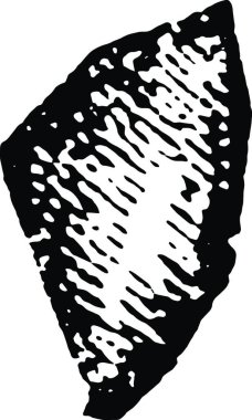 Küba çamı pinus cubensis Griseb. Doğal boyutun üçte ikisi kadar.