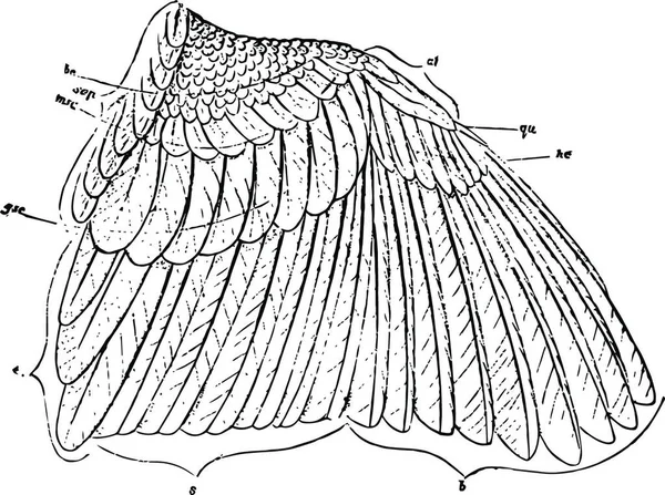 Пташенята Горобцевого Крила Старовинна Ілюстрація — стоковий вектор
