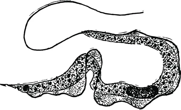 Trypanosoma Grawerowany Prosty Wektor Ilustracji — Wektor stockowy