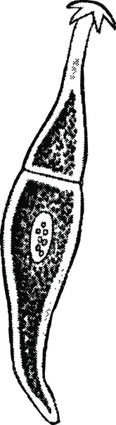 Protozoan Χαραγμένη Απλή Διανυσματική Απεικόνιση — Διανυσματικό Αρχείο