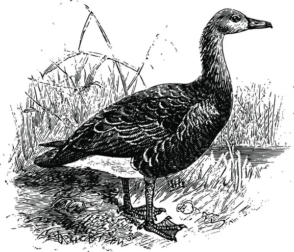 Greylag Goose Vintage Illustration — Stockvector