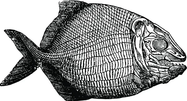 Balık Fosili Klasik Illüstrasyon — Stok Vektör