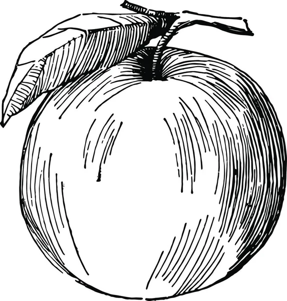 Яблуко Гравірована Проста Векторна Ілюстрація — стоковий вектор