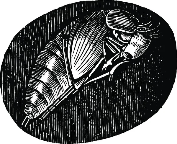 Pupa Hydrophilus Piceus Vintage Illustration — Wektor stockowy