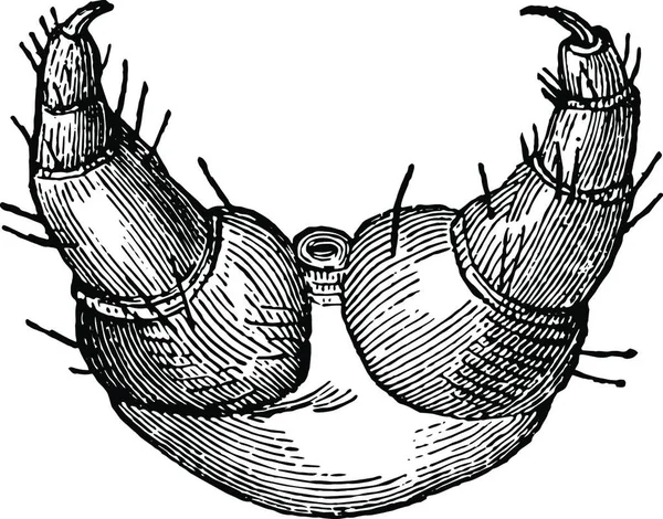 ギプシー マスのキャタピラーの鱗片 — ストックベクタ