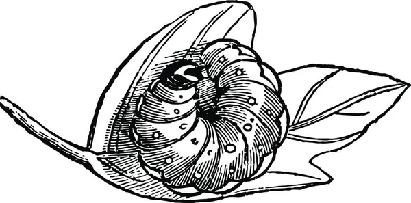 Личинка Acronycta Aceris Гравированная Простая Векторная Иллюстрация — стоковый вектор