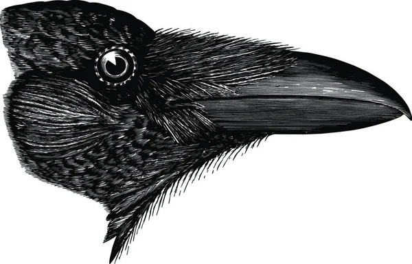Illustration Vectorielle Vintage Corbeau Américain Noir Blanc — Image vectorielle