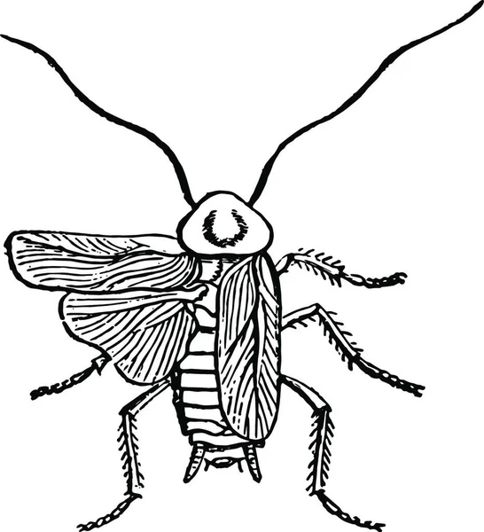 Cockroach Black White Vintage Vector Illustration — Stock Vector