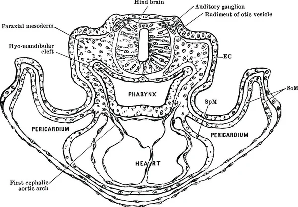 Transverse Section Rat Embryo Vintage Illustration — Wektor stockowy
