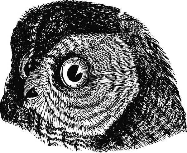 Barred Owl Vintage Illustration — Archivo Imágenes Vectoriales