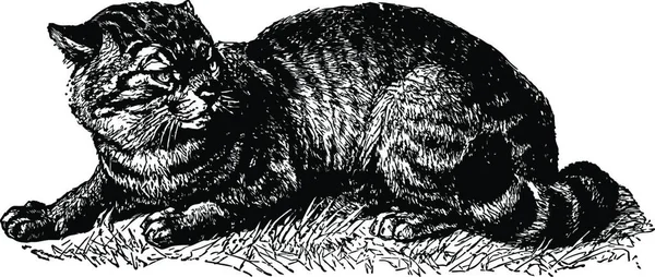 Illustration Vectorielle Vintage Wildcat Noir Blanc — Image vectorielle