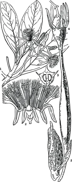 Illustrazione Vettoriale Vintage Bianco Nero Mangrovia — Vettoriale Stock