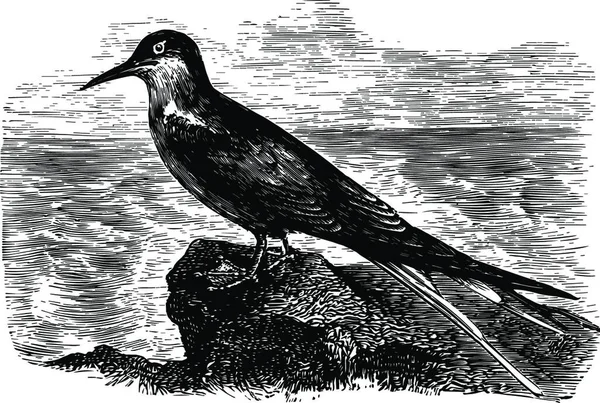 Arctic Tern Vintage Vector Illustration Design — Stock Vector