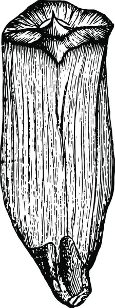 Kubánský Pinus Cubensis Griseb Dvě Třetiny Přirozené Velikosti Vektorové Ilustrace — Stockový vektor