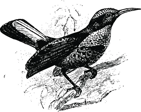 Riflebird Illustration Vectorielle Vintage Design — Image vectorielle