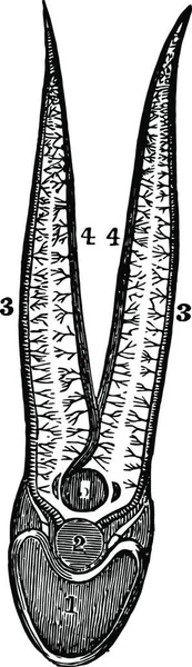 Ein Diagramm Der Blutzirkulation Durch Die Verzweigung Vektor Illustrationsdesign — Stockvektor