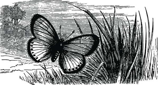 Polyommatus Virgaureae Disegno Dell Illustrazione Vettoriale Vintage — Vettoriale Stock