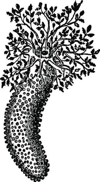 Phyllophorus Urna Illustration Vectorielle Vintage — Image vectorielle
