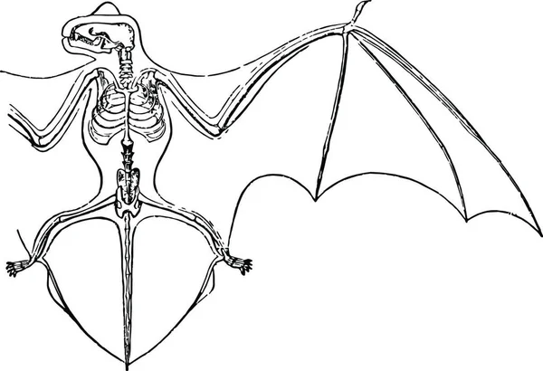 Szkielet Błony Skrzydła Noctule Bat Vintage Wektor Ilustracji Projektu — Wektor stockowy