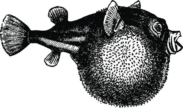 Blowfish Vintage Vector Illustration Design — 스톡 벡터