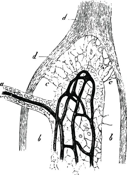 Sustancia Medular Una Glándula Mesentérica Buey Diseño Ilustración Vectorial — Archivo Imágenes Vectoriales
