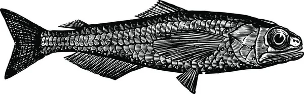 Lanternfish Vintage Disegno Vettoriale Illustrazione — Vettoriale Stock