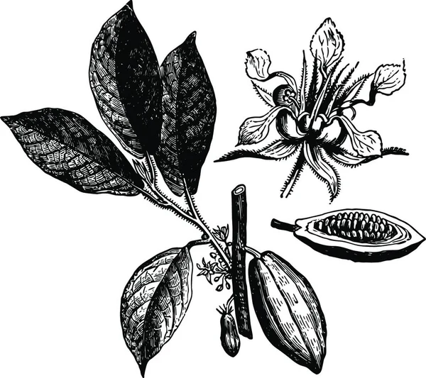 Illustration Vectorielle Vintage Cacao — Image vectorielle