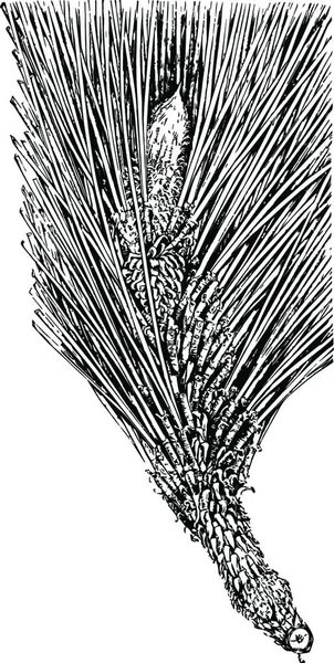 Longleaf Pine Pinus Palustris Mill Two Thirds Natural Size — Stock vektor