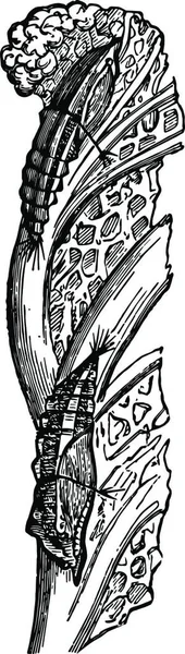 Щенок Pieris Brassiscae Винтажная Иллюстрация — стоковый вектор