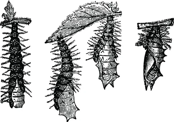 Chrysalides Van Kleine Schildpad Vlinder Vector Illustratie Eenvoudig Ontwerp — Stockvector