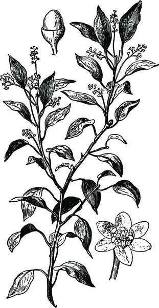 Camphor Tree Branch Fekete Fehér Vintage Vektor Illusztráció — Stock Vector