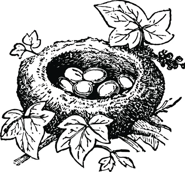 Nest Kinglet Vintage Illustration — Vetor de Stock