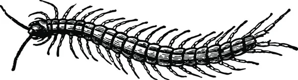 Centiped Schwarz Weiß Vektor Illustration — Stockvektor