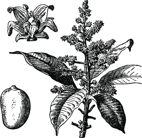 Illustration Vectorielle Vintage Mango Noir Blanc — Image vectorielle