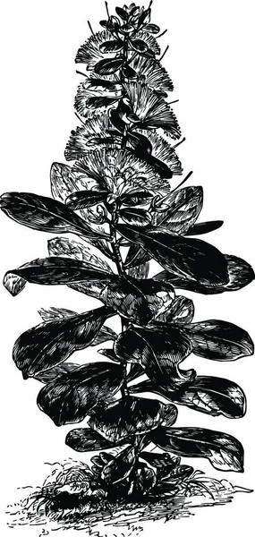 Cornbeefwood Black White Vintage Vector Illustration — Stock Vector