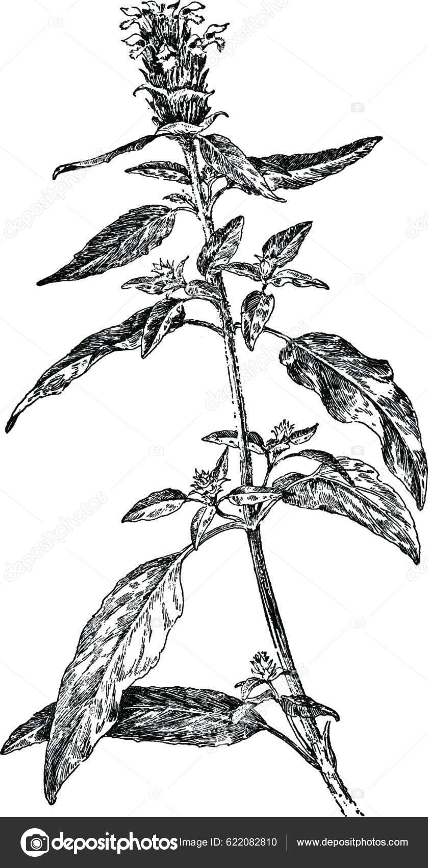 Self Heal Member Mint Family Looks Mint Lacks Minty Stock Vector by