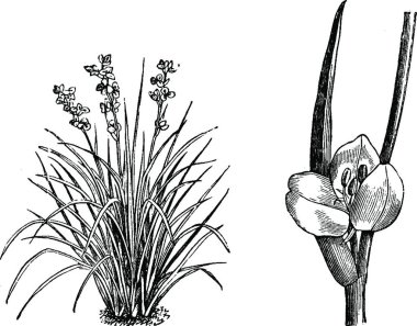 Libertia Formosa 'nın Bağımsız Infloresans Alışkanlığı ve Bölümü
