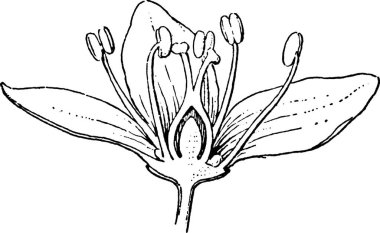 Karabuğday siyah ve beyaz vintage vektör çizimi