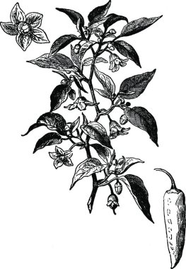 Capsicum, oymalı basit vektör illüstrasyonu