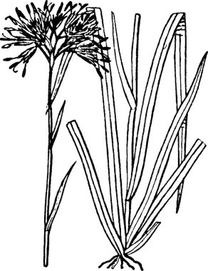 Gyrotheca, basit vektör çizimi