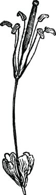 Gynandropsis, basit bir vektör çizimi