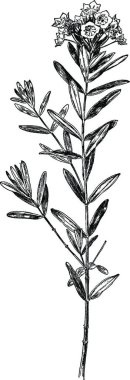 Çiçeklerle çizilmiş renk vektörü