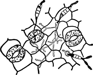 Mantarların klasik çizimi. vektör sanatı