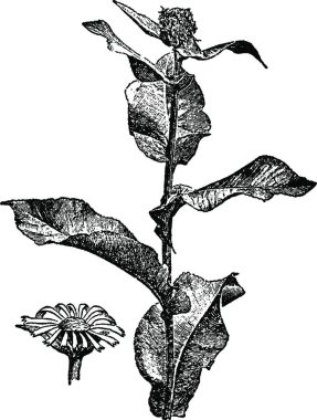 Çiçeklerle çizilmiş renk vektörü